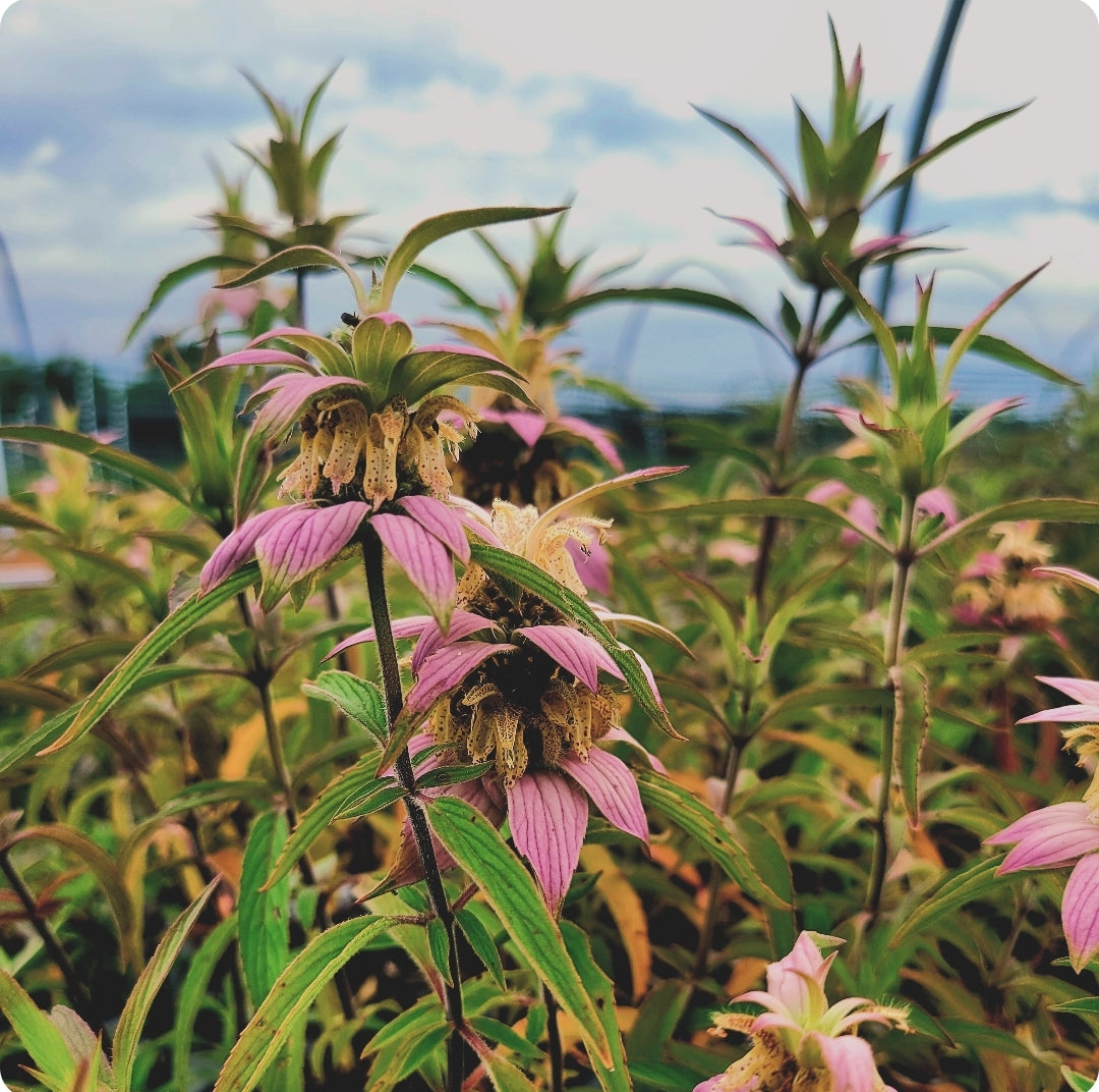 The Magic of Seasonal Flowers: Why Local Blooms Are the Best Blooms